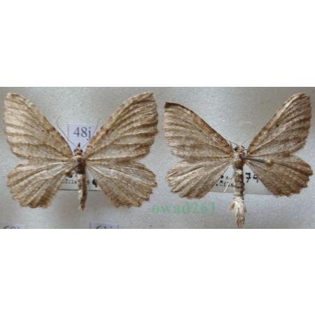 Philereme vetulata (Denis & Schiffermüller, 1775) pair Paśnik kłębiniec Czech48j
